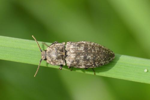 Réf. 203 847 : Agrypnus murinus